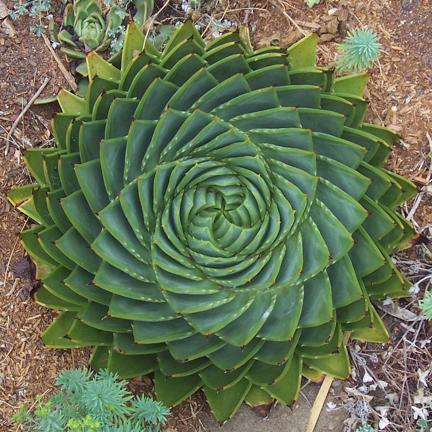 fractal image - plant